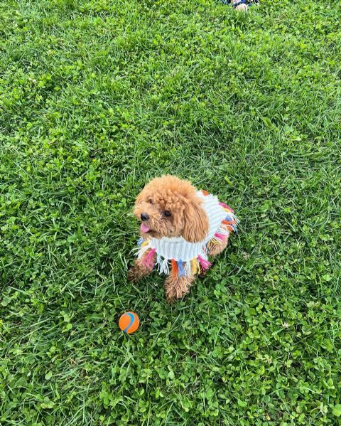 meravigliosi Barboncino per adozione | Foto 6