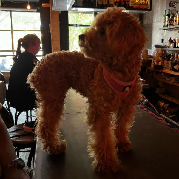 meravigliosi Barboncino per adozione | Foto 3