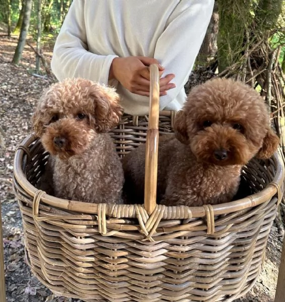 meravigliosi Barboncino per adozione | Foto 4