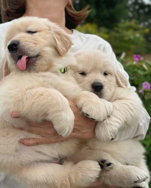 meravigliosi Golden Retriever per adozione | Foto 1