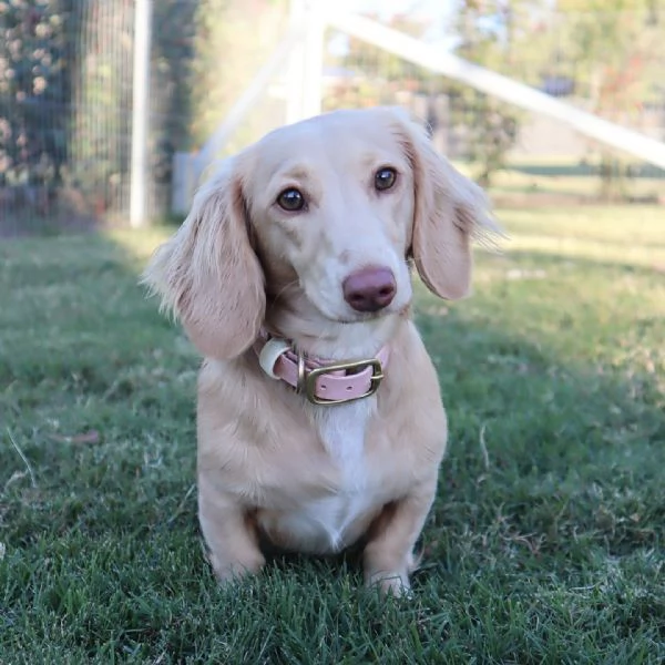 meravigliosi Bassotto per adozione