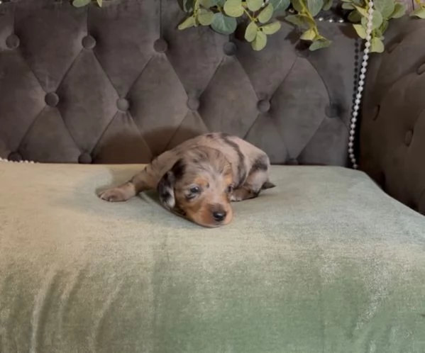 meravigliosi Bassotto per adozione