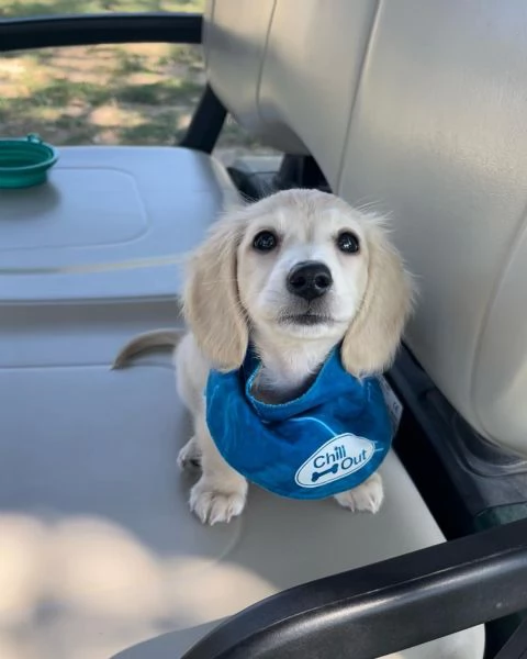 meravigliosi Bassotto per adozione | Foto 4