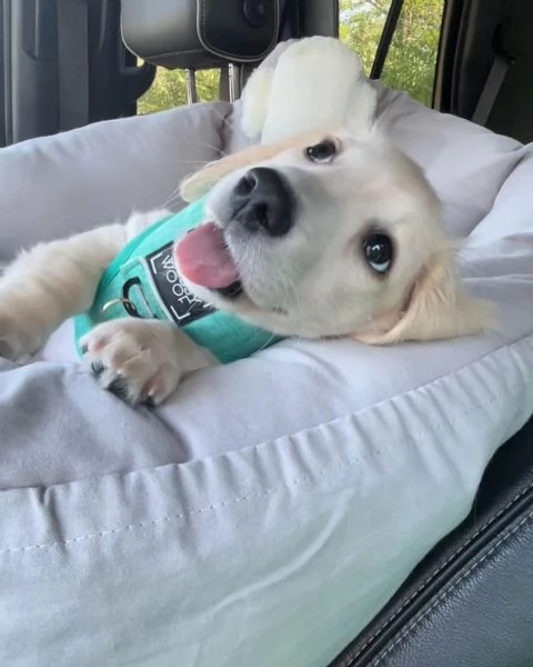 meravigliosi Bassotto per adozione | Foto 3