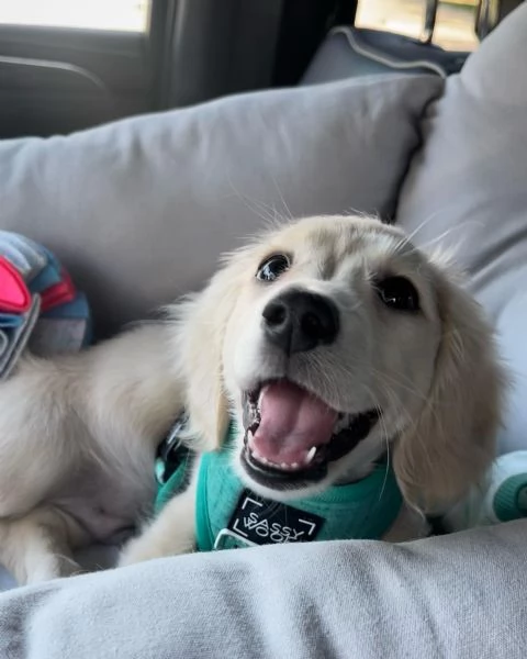 meravigliosi Bassotto per adozione | Foto 2