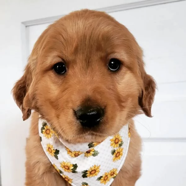 meravigliosi Golden Retriever per adozione | Foto 0