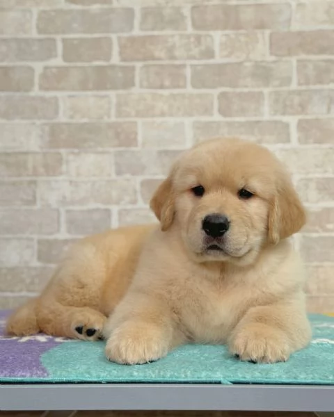 meravigliosi Golden Retriever per adozione | Foto 3