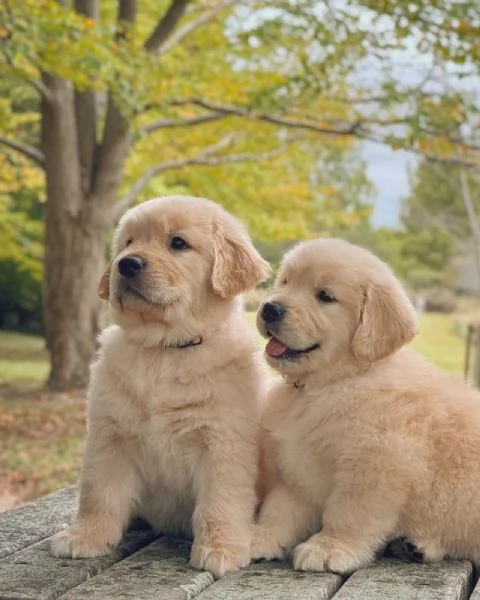 meravigliosi Golden Retriever per adozione