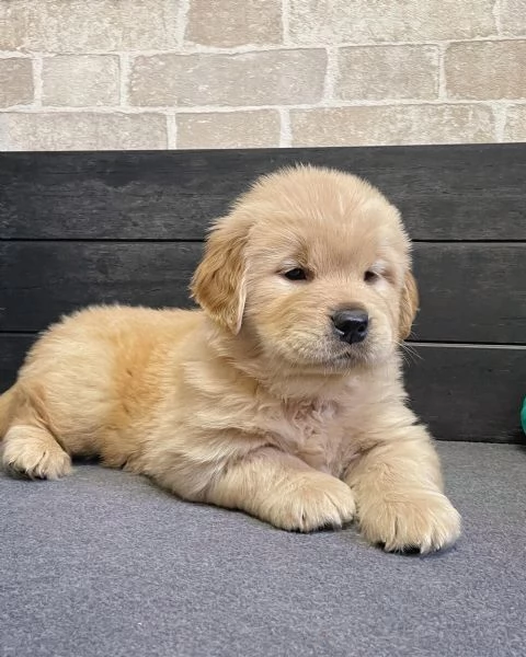 meravigliosi Golden Retriever per adozione | Foto 2