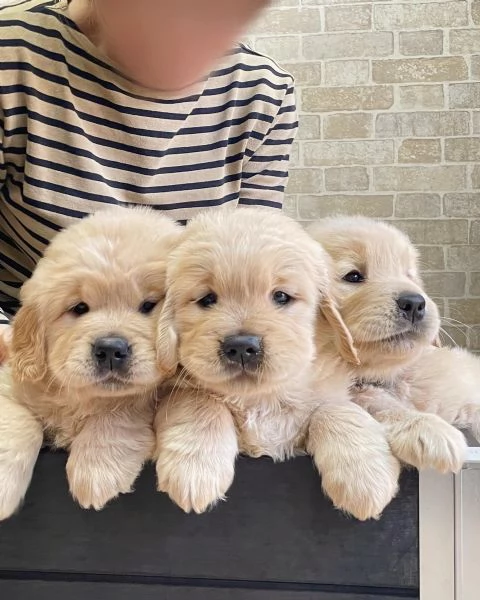 meravigliosi Golden Retriever per adozione | Foto 0