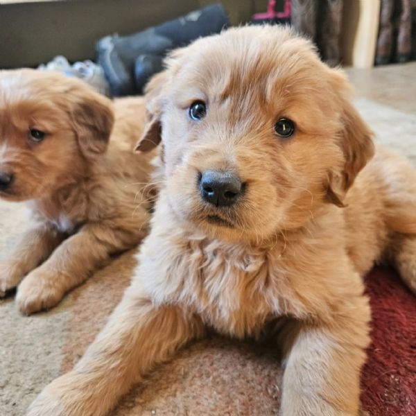 meravigliosi Golden Retriever per adozione | Foto 4