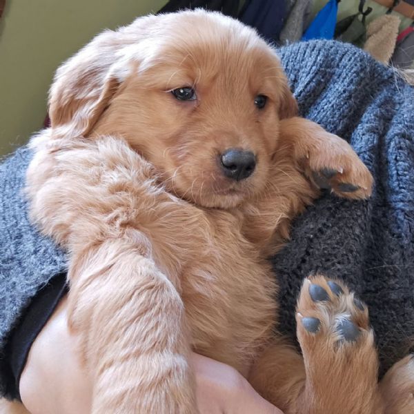 meravigliosi Golden Retriever per adozione | Foto 2