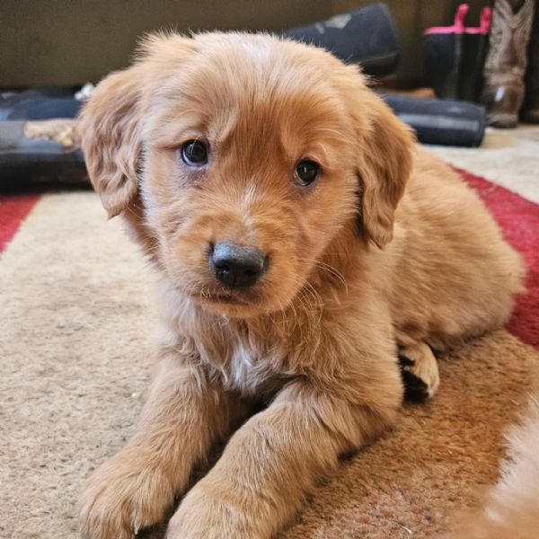 meravigliosi Golden Retriever per adozione | Foto 0