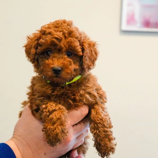 meravigliosi Barboncino per adozione | Foto 4