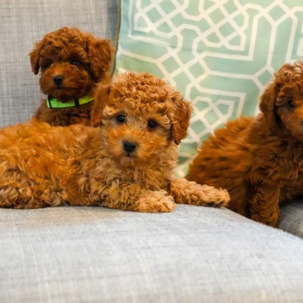 meravigliosi Barboncino per adozione | Foto 3