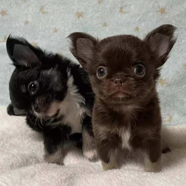 meravigliosi Chihuahua per adozione