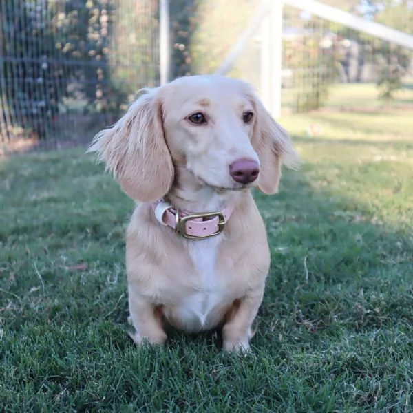 meravigliosi Bassotto per adozione | Foto 2