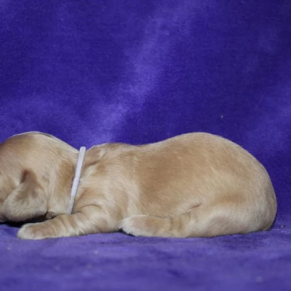 meravigliosi Bassotto per adozione | Foto 4