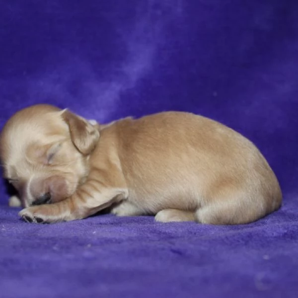 meravigliosi Bassotto per adozione | Foto 0