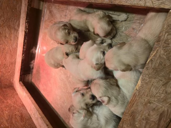 Cuccioli di golden retriever con pedigree 