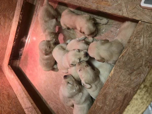 Cuccioli di golden retriever con pedigree  | Foto 4