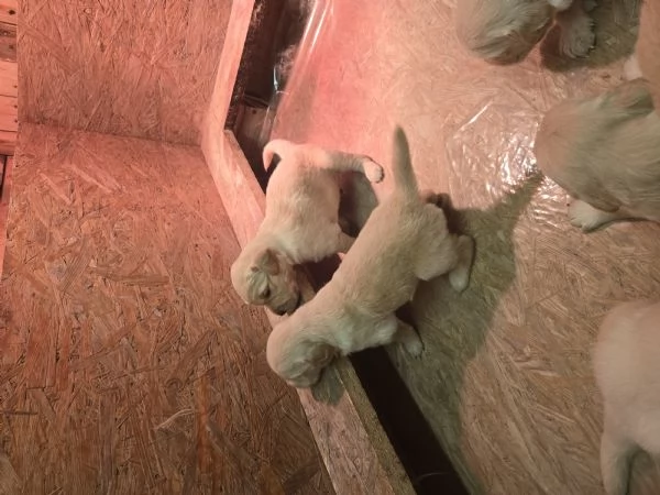 Cuccioli di golden retriever con pedigree  | Foto 3