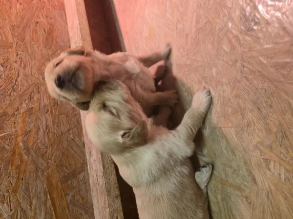 Cuccioli di golden retriever con pedigree  | Foto 2
