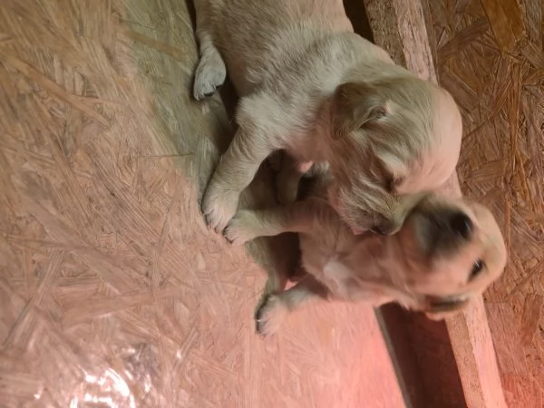 Cuccioli di golden retriever con pedigree  | Foto 1