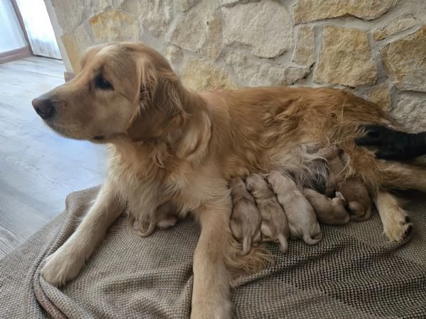 Cuccioli di golden retriever con pedigree  | Foto 0
