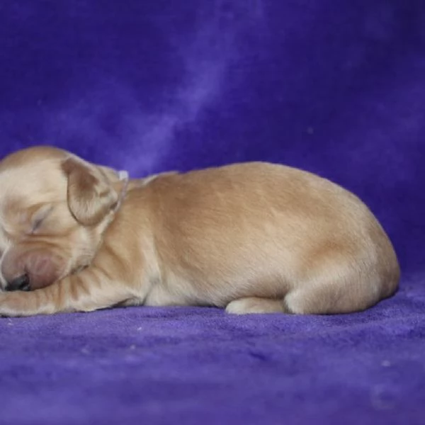 meravigliosi Bassotto per adozione | Foto 0