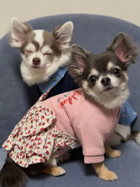 meravigliosi Chihuahua per adozione | Foto 1