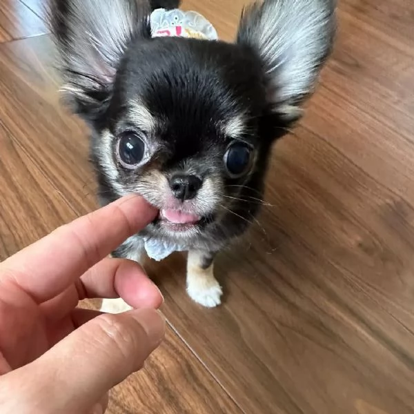 meravigliosi Chihuahua per adozione | Foto 0