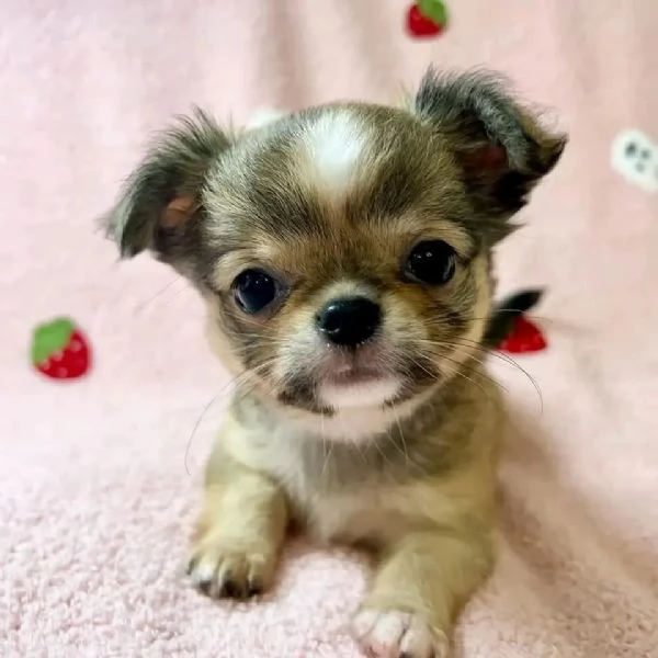 meravigliosi Chihuahua per adozione | Foto 2