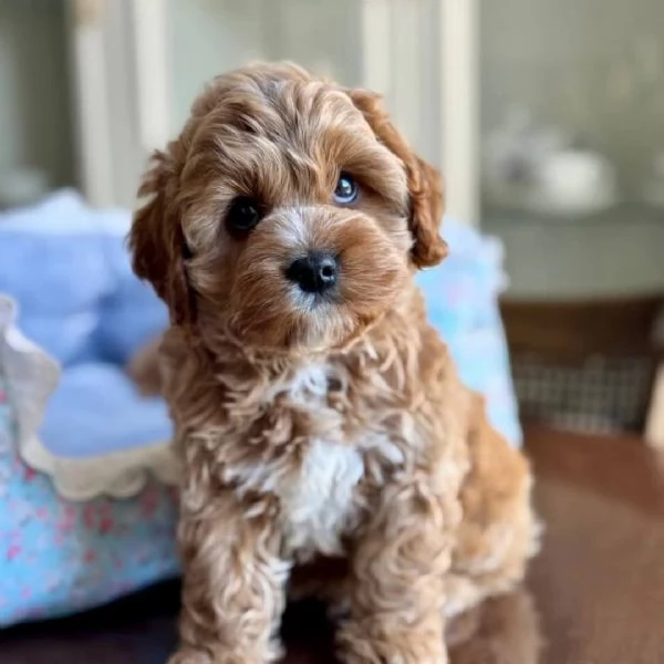 meravigliosi Barboncino per adozione | Foto 3