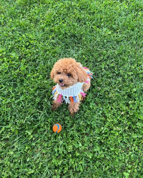 meravigliosi Barboncino per adozione | Foto 2