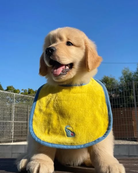 meravigliosi Golden Retriever per adozione | Foto 1