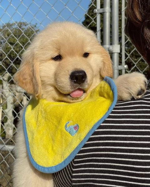 meravigliosi Golden Retriever per adozione