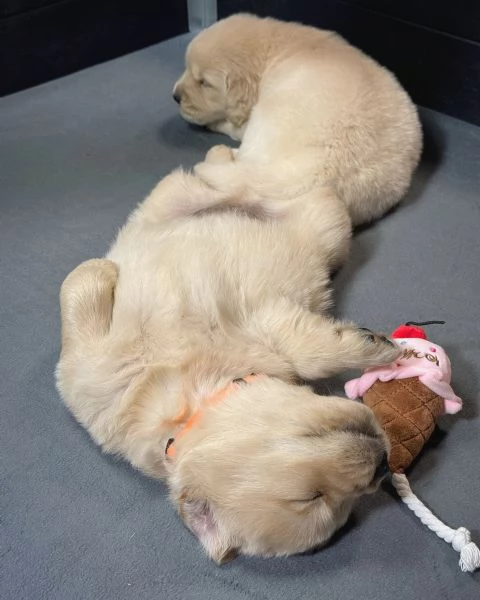 meravigliosi Golden Retriever per adozione | Foto 1