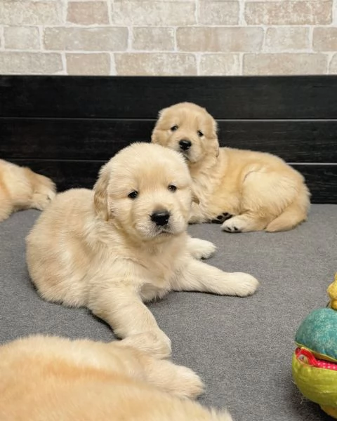 meravigliosi Golden Retriever per adozione | Foto 0