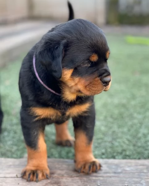 meravigliosi rottweiler per adozione | Foto 3