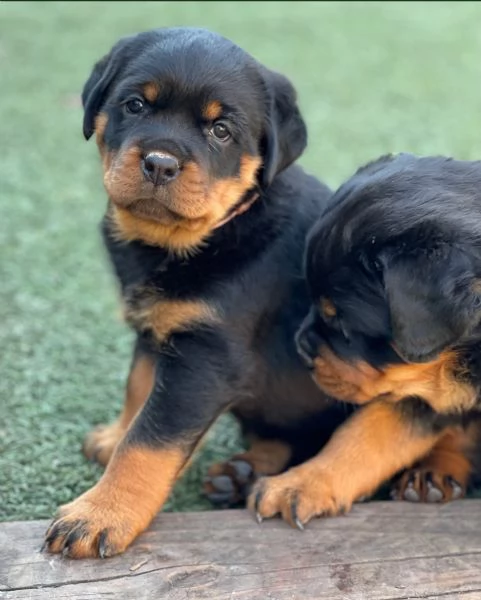meravigliosi rottweiler per adozione | Foto 2