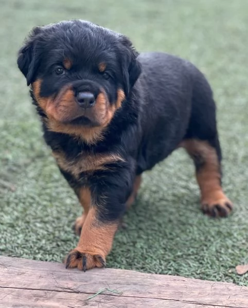 meravigliosi rottweiler per adozione