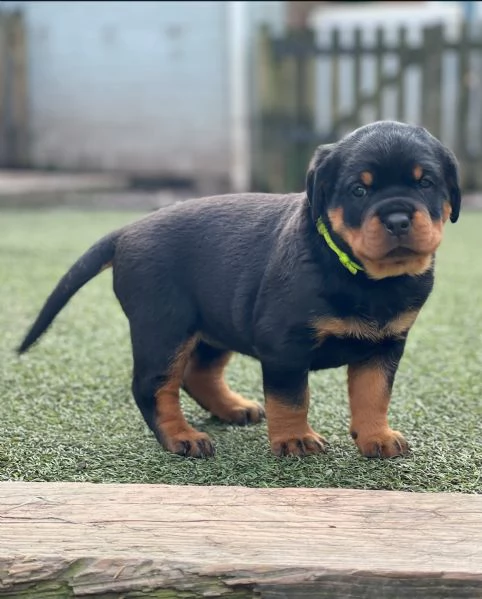 meravigliosi rottweiler per adozione | Foto 0