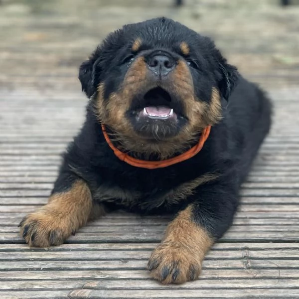 meravigliosi rottweiler per adozione | Foto 6