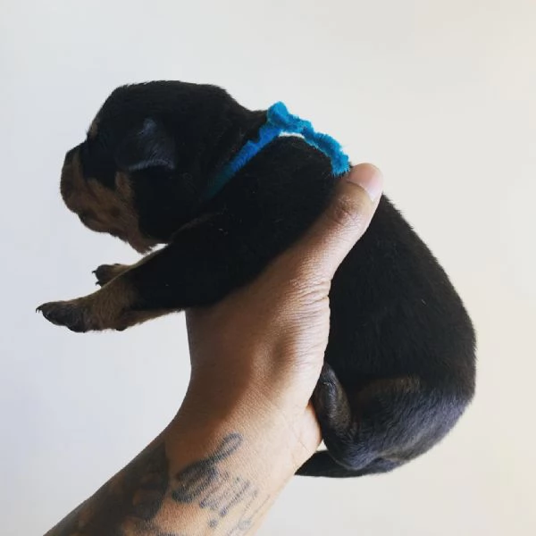 meravigliosi rottweiler per adozione | Foto 2