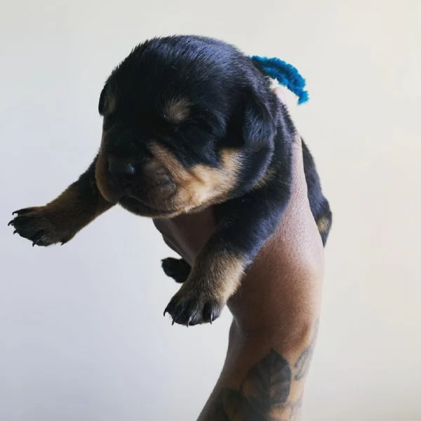 meravigliosi rottweiler per adozione