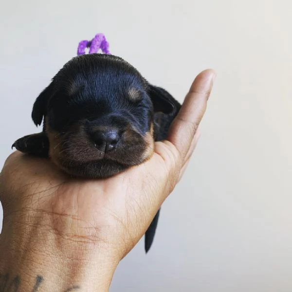 meravigliosi rottweiler per adozione | Foto 1