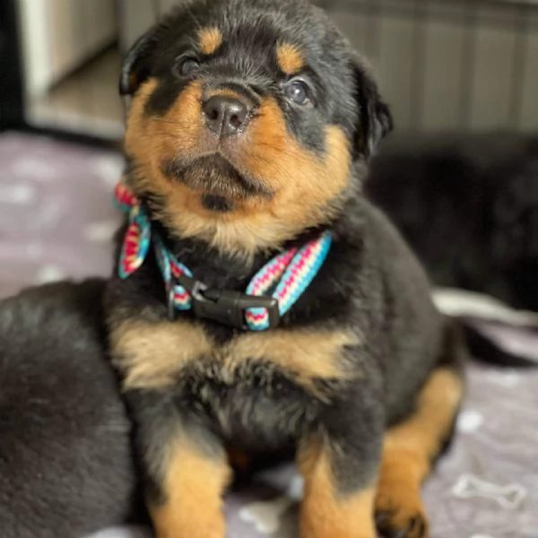 meravigliosi rottweiler per adozione | Foto 1