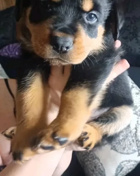 meravigliosi rottweiler per adozione | Foto 2