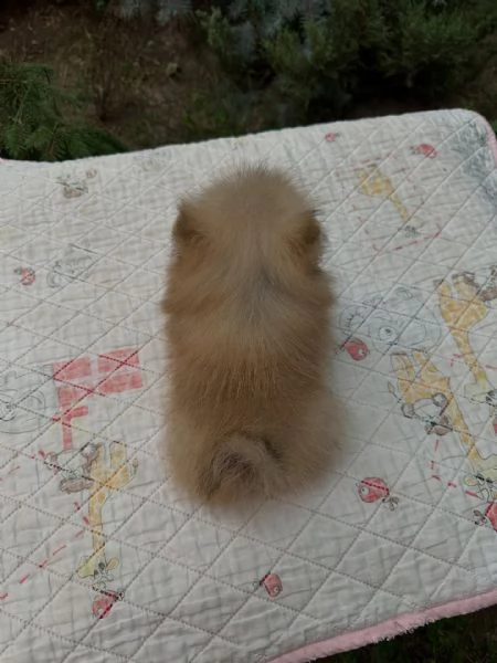 meravigliosi Volpino Pomerania per adozione | Foto 2